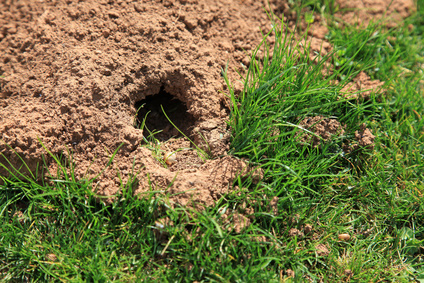 Mole Control In Oakland County, MI