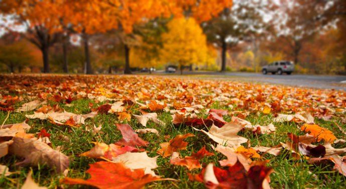 Oakland County Landscaper Gives Tips For Fall Perennial Beds 