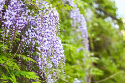 Troy Landscaping Tips For When The Michigan Spring Is Over