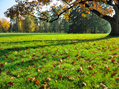 Hire a Farmington Hills Landscaper for Fall Landscape Maintenance